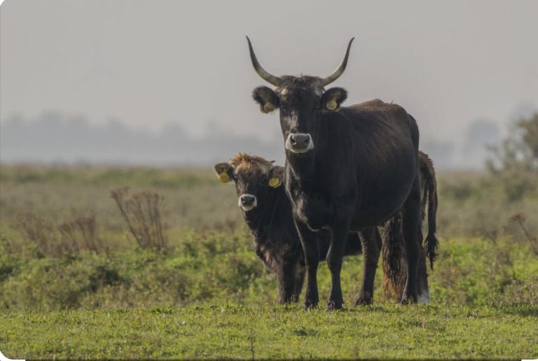 WhatsApp Image 2024-08-07 at 08.52